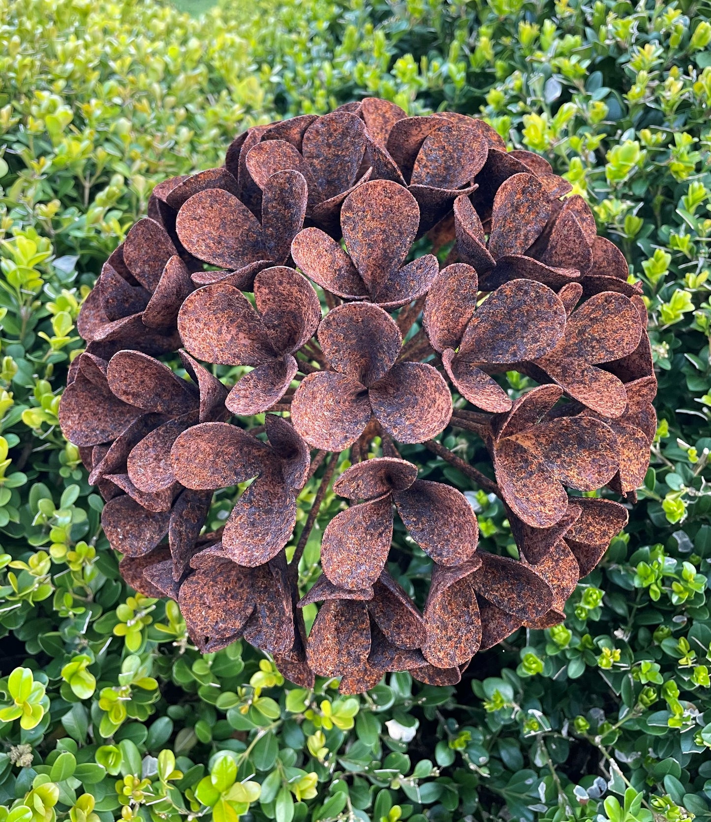 Viburnum L
