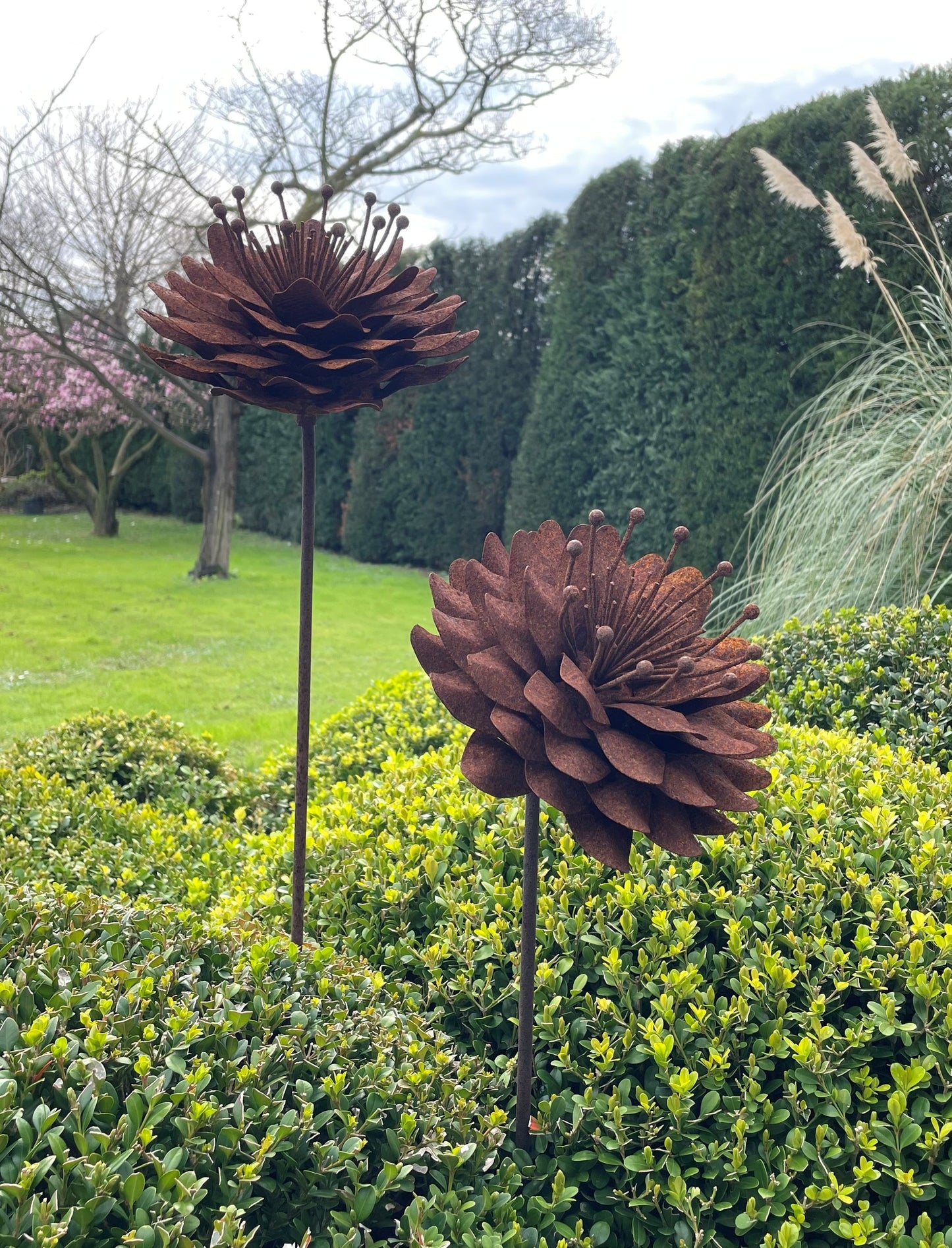 Peonia