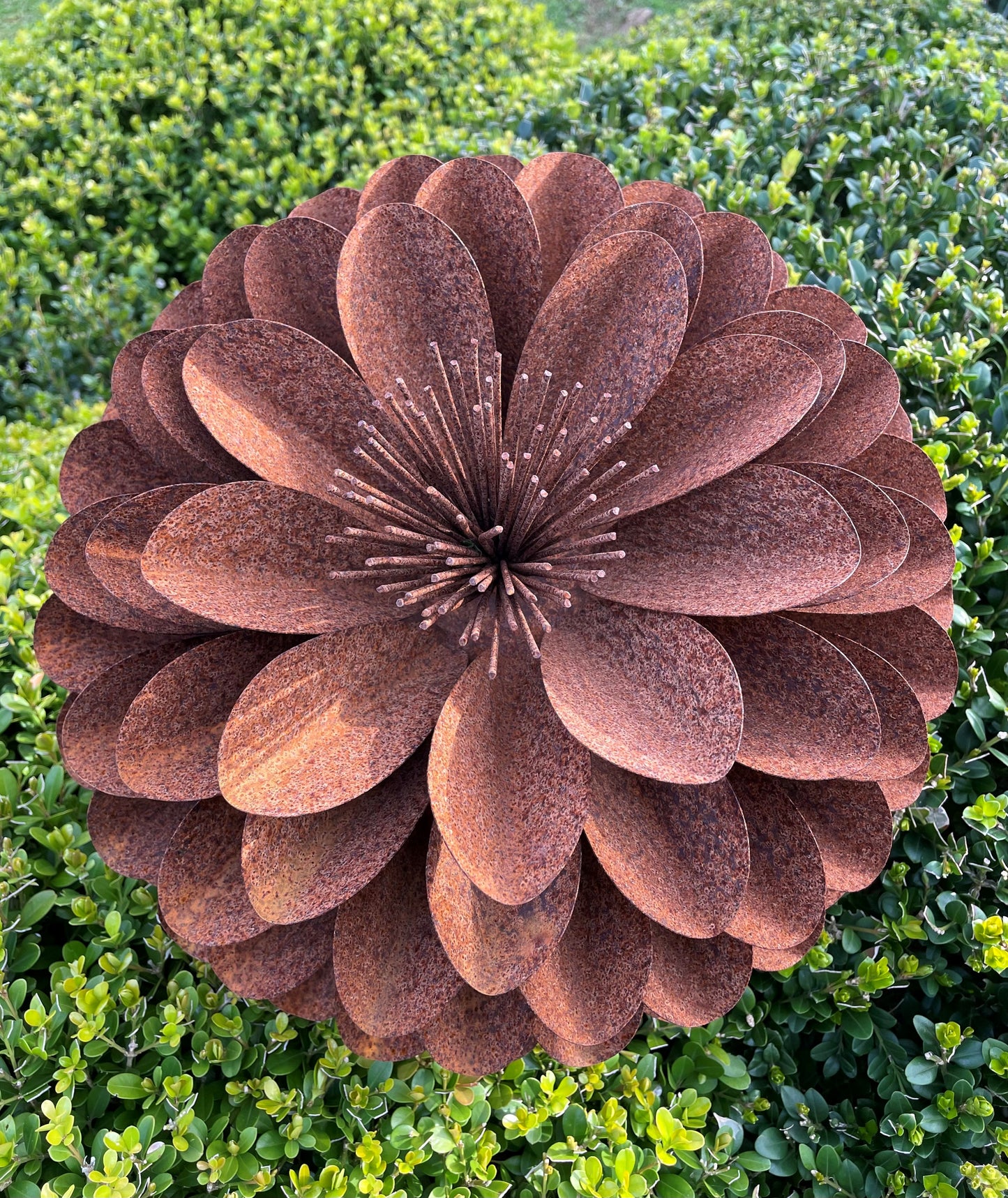 Dalia