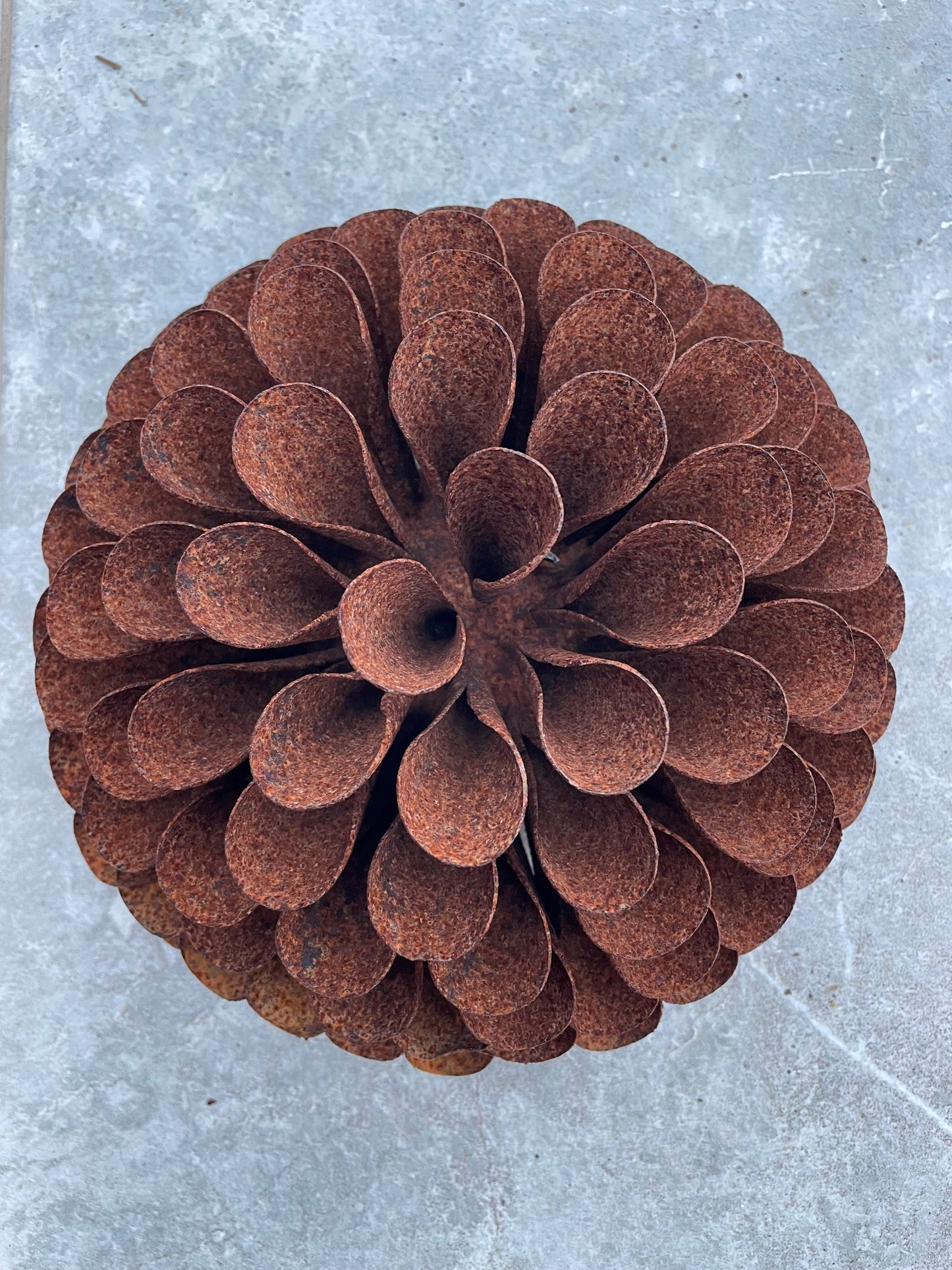 Zinnia