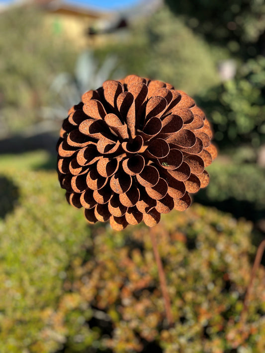Zinnia