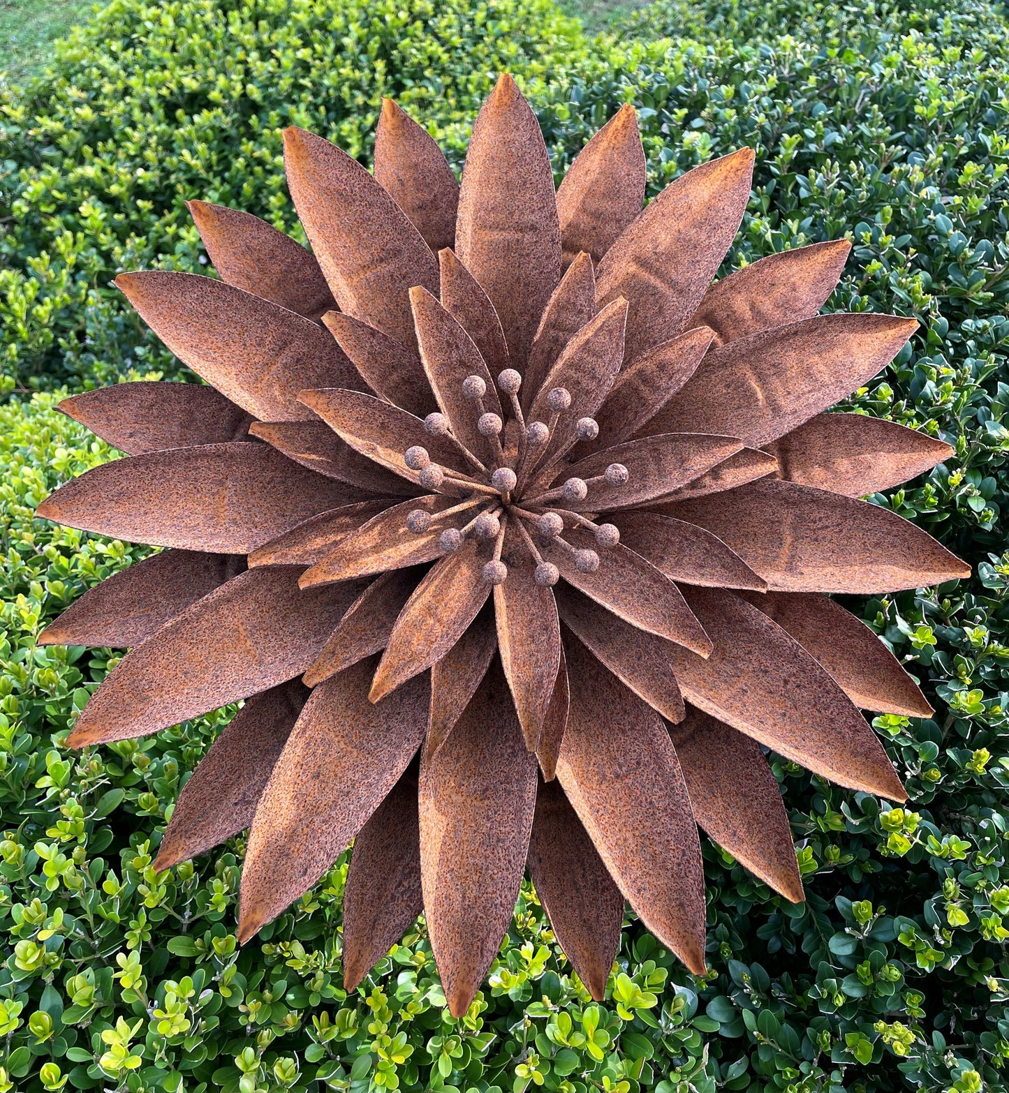 Girasole