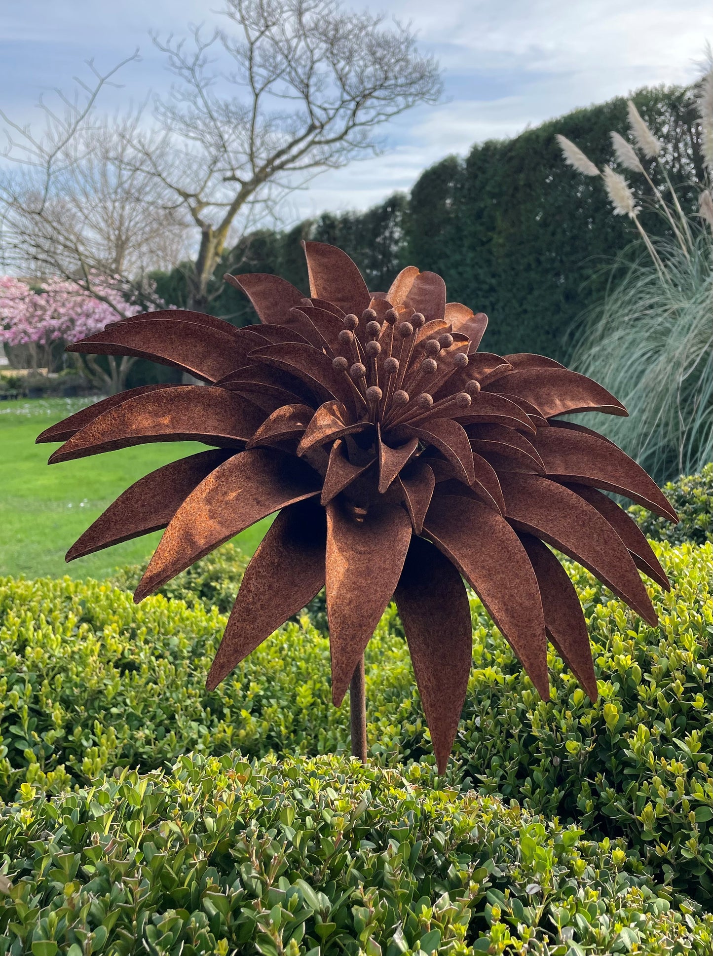 Girasole