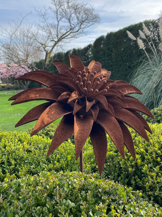 Girasole